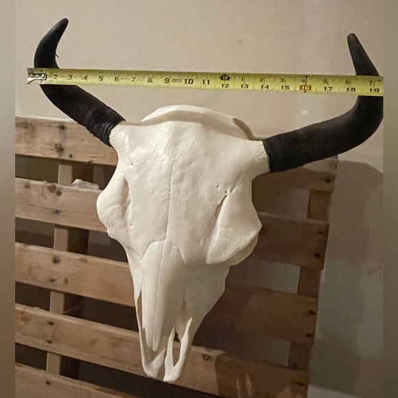 โจ๐ Buffalo skull euro mount - Picture 4 of 8